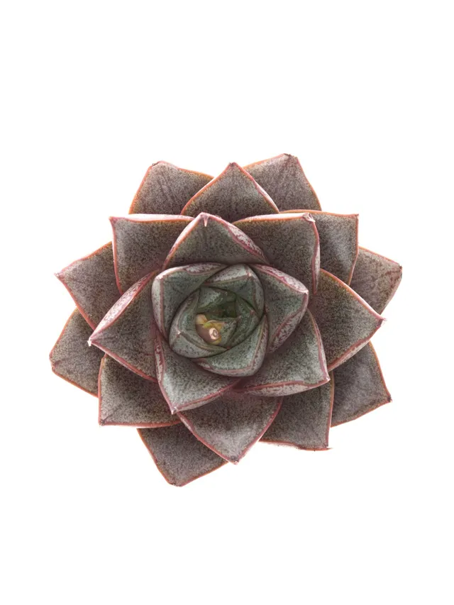 blumigo-echeverien-taurus-sukkulente-rot-gr-n-schnittstiel image 1
