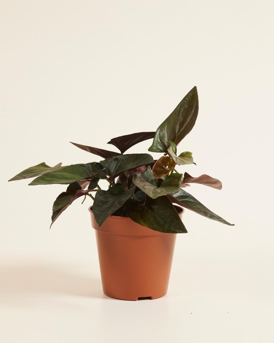 plnts-rareplnts-syngonium-red-arrow-purpurtute-12cm image 2