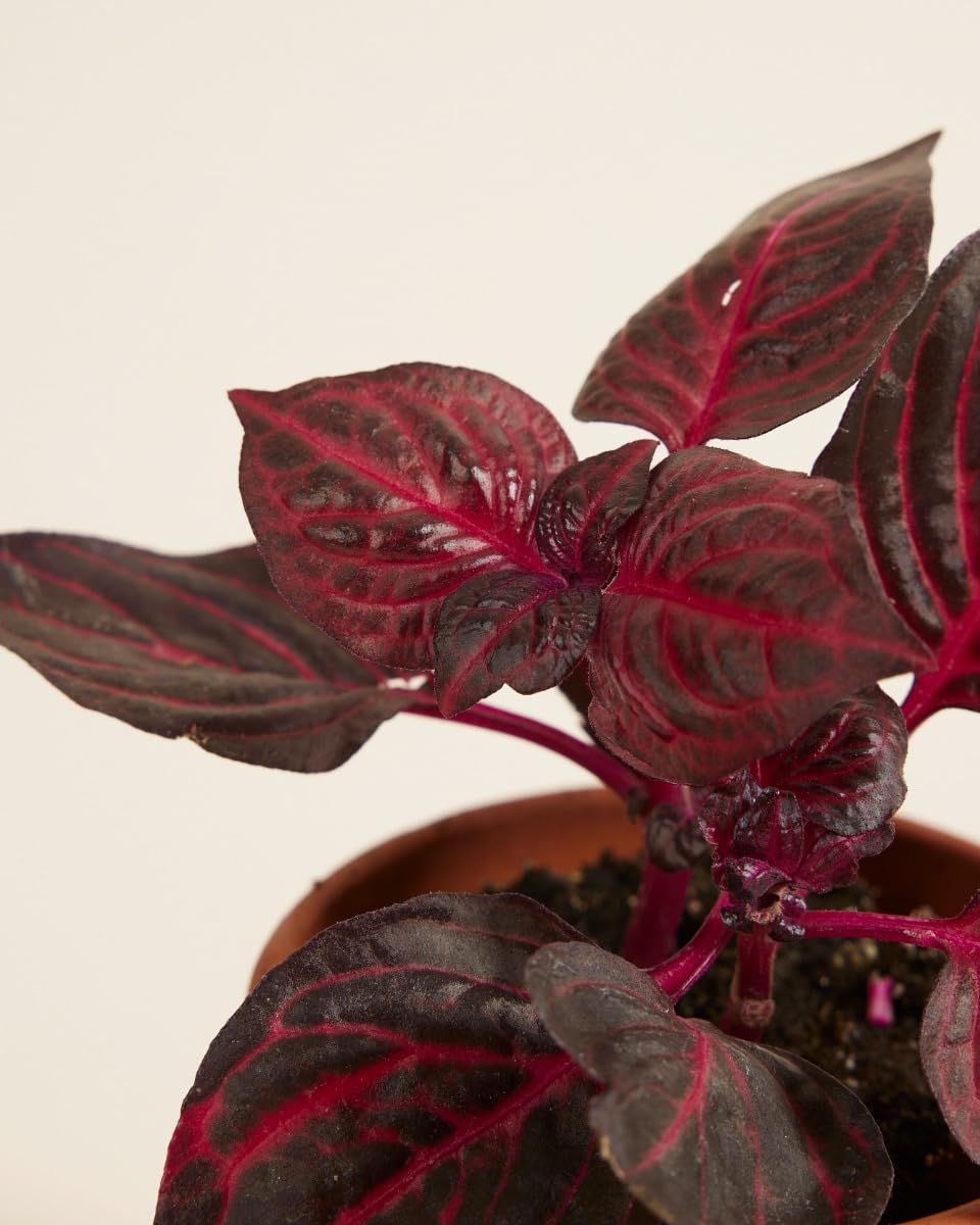 plnts-babyplnts-herbstii-bloodleaf-zimmerpflanze-6cm-topf image 3