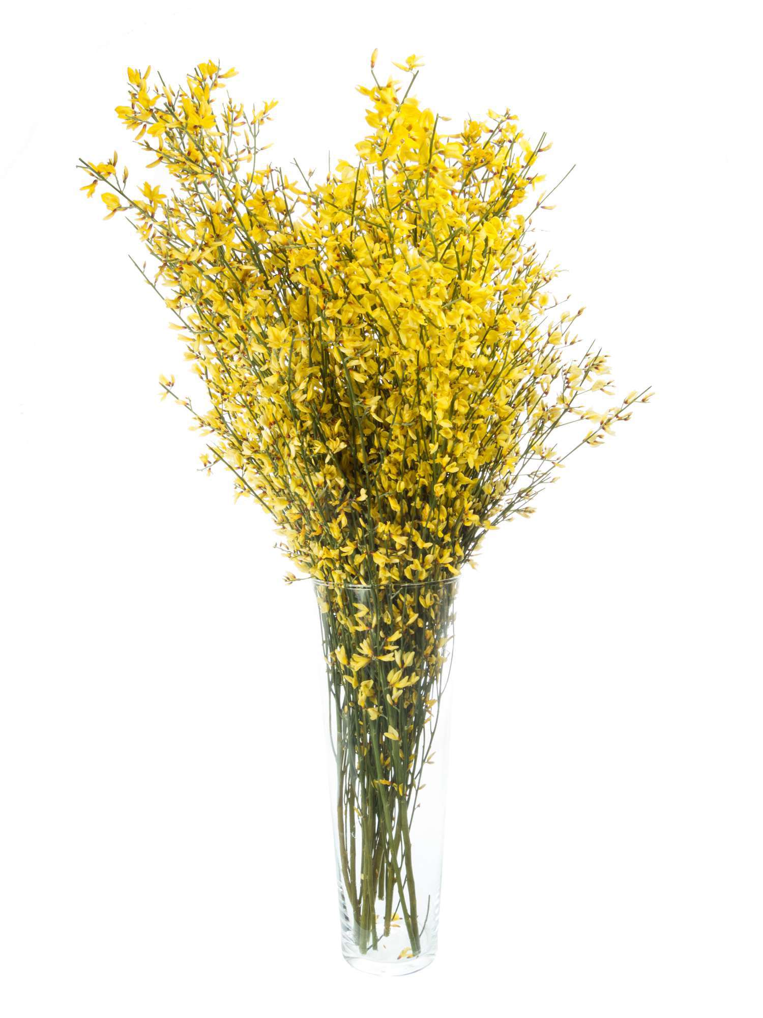 blumigo-zweige-ginster-gelb-schnittblume image 2