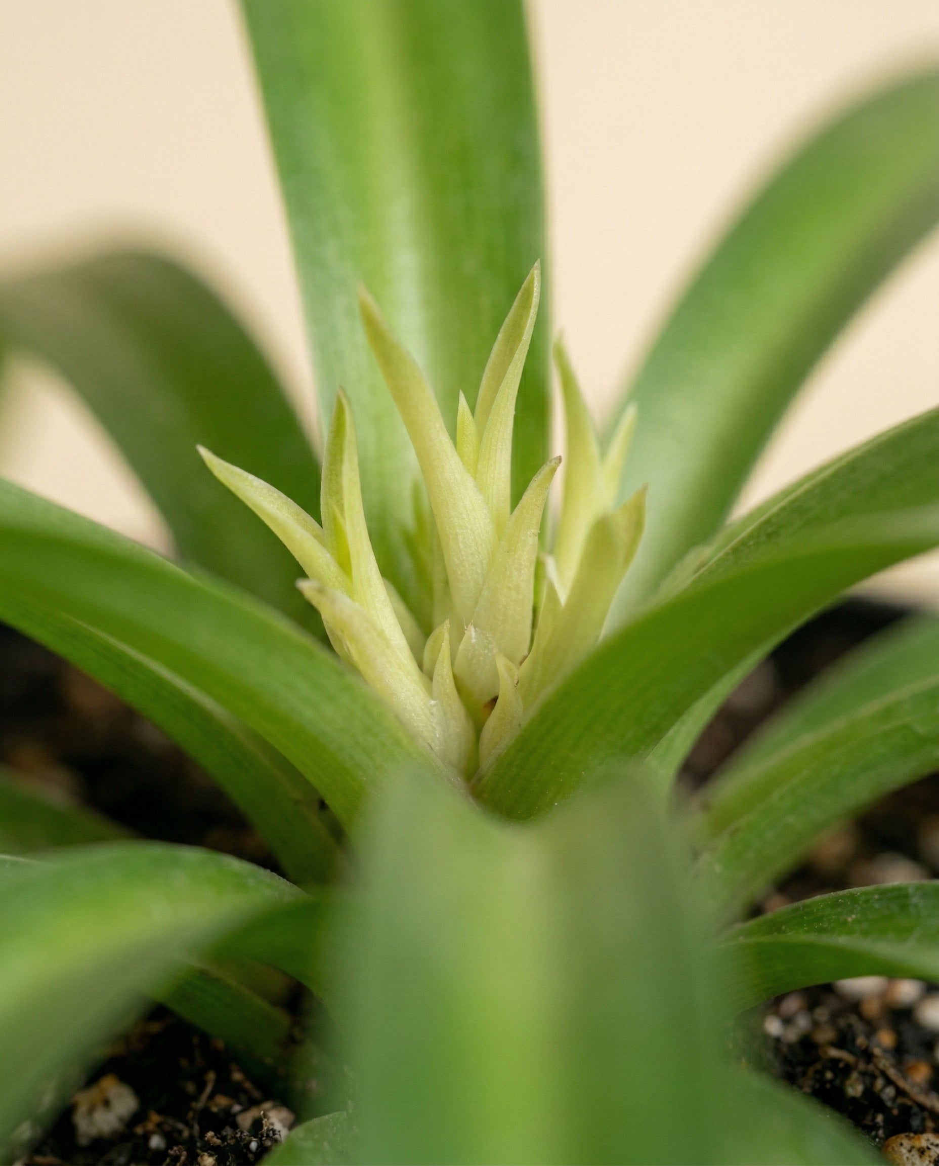 feey-variado-green-bonnie-gr-nlilie-tierfreundlich-ohne-topf image 7