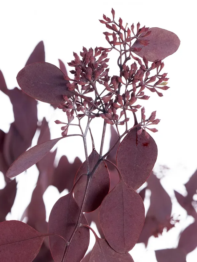 blumigo-eukalyptus-populus-beeren-trockenblumen-rot-konserviert image 1