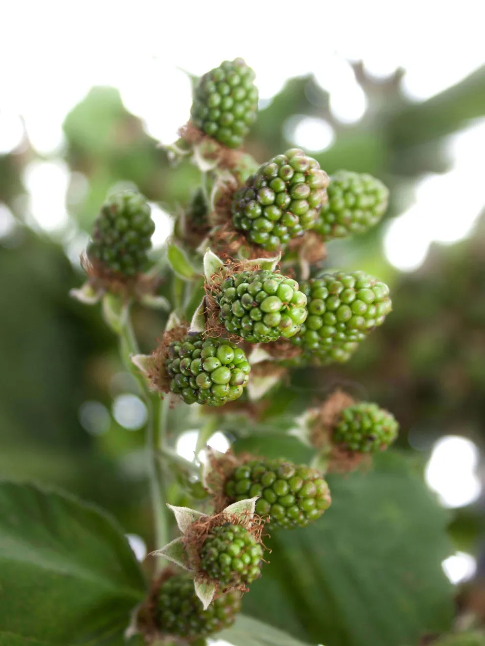 blumigo-rubus-chester-zweige-schnittgr-n-gr-n image 1