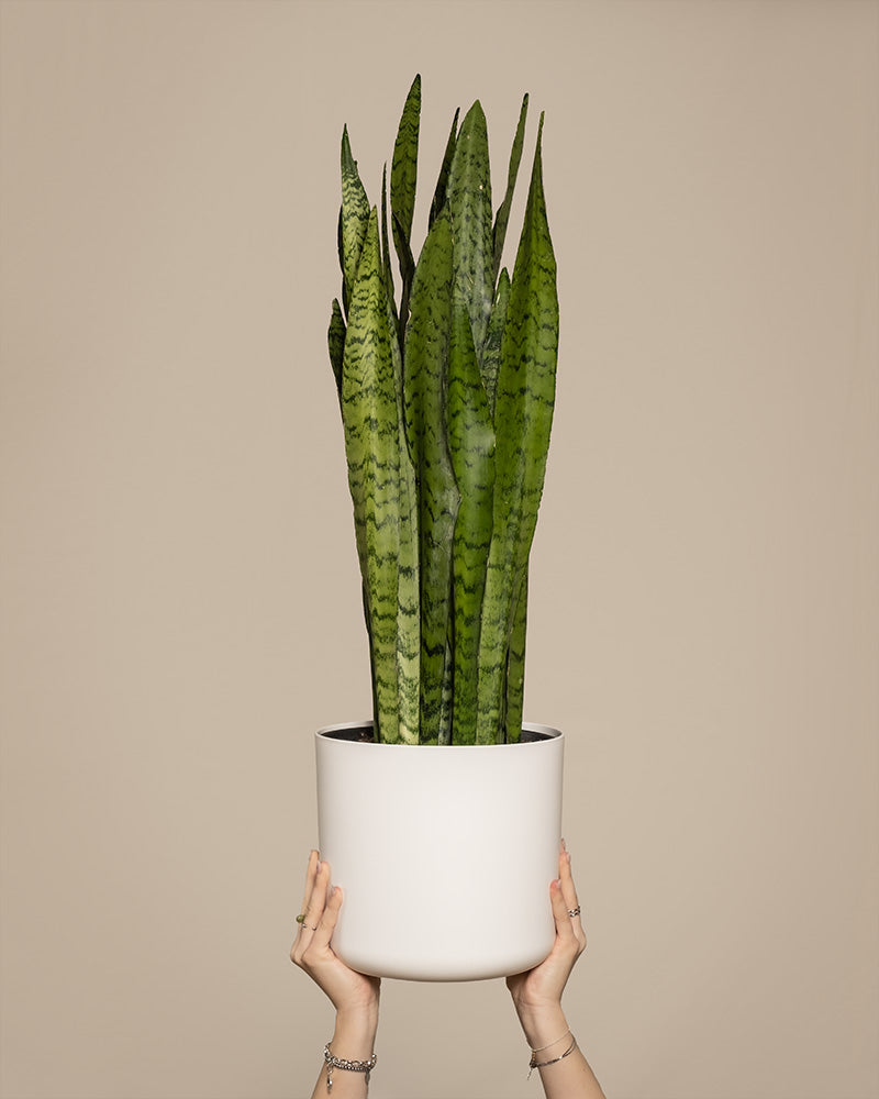 feey-variado-sansevieria-zeylanica-zimmerpflanze-gro-gr-n image 1