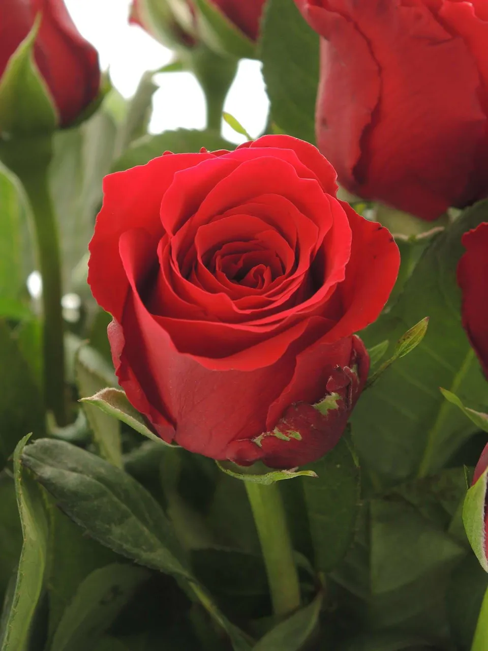 blumigo-rosen-upper-class-rot-lang-schnittrose image 1