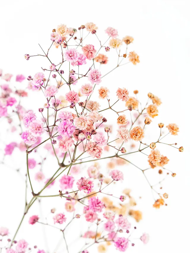 blumigo-schleierkraut-disco-malibu-schnittblumen-orange-pink image 1