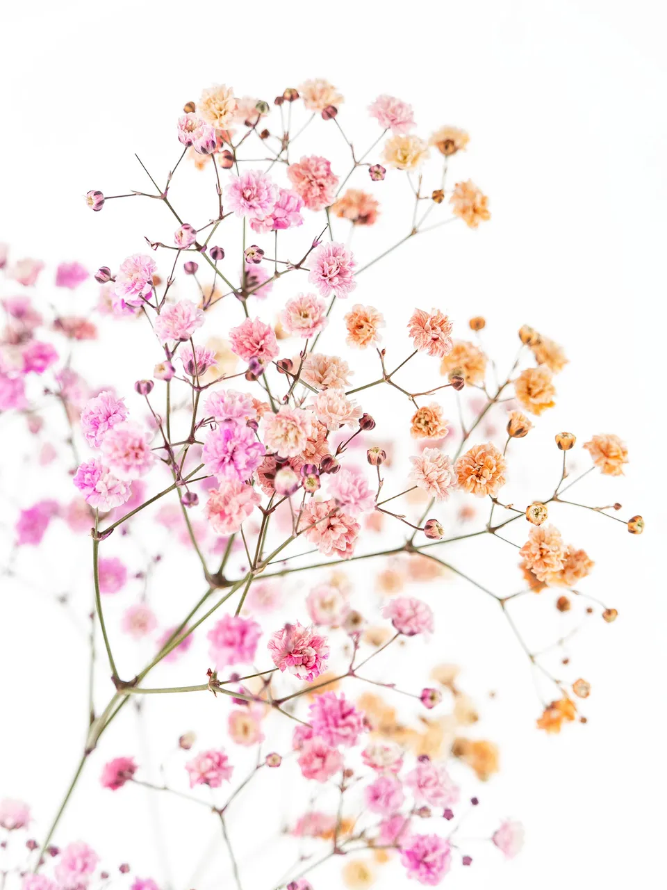 blumigo-schleierkraut-disco-malibu-schnittblumen-orange-pink image 1