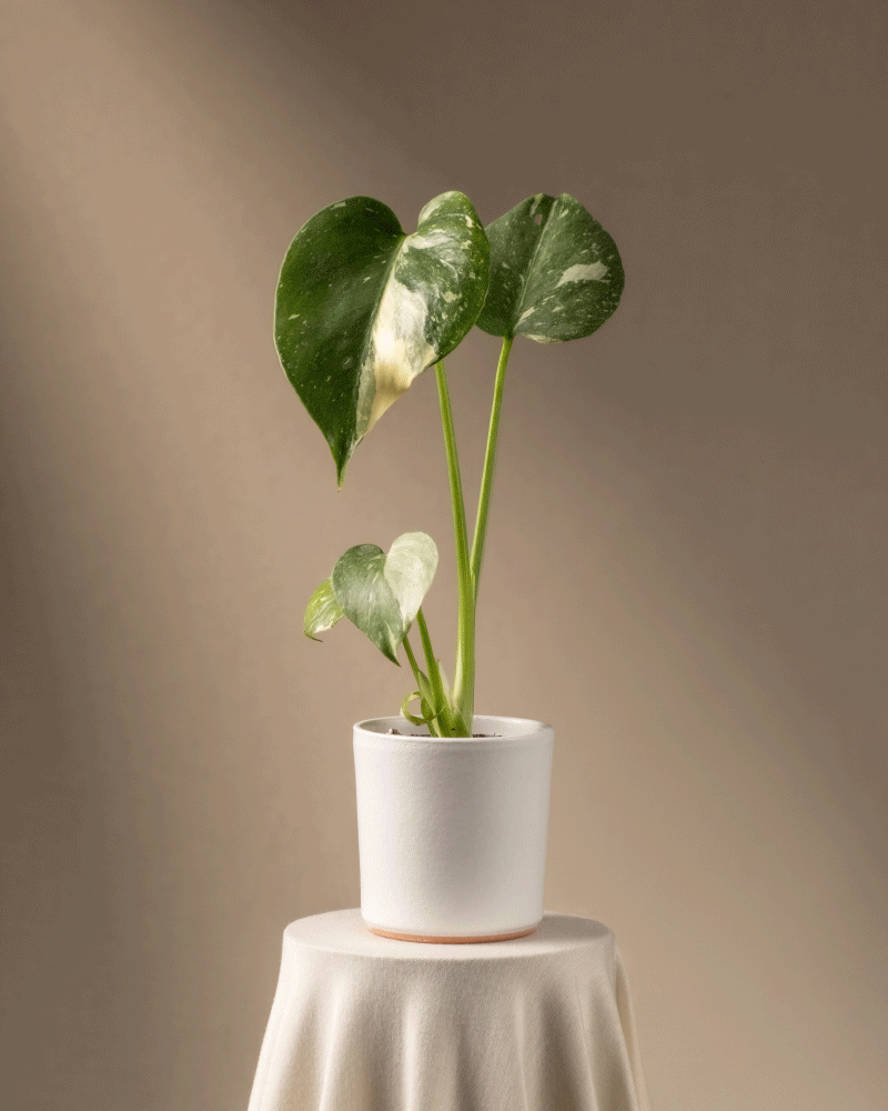 feey-variado-monstera-thai-constellation-babypflanze-panaschiert-ohne-bertopf image 7