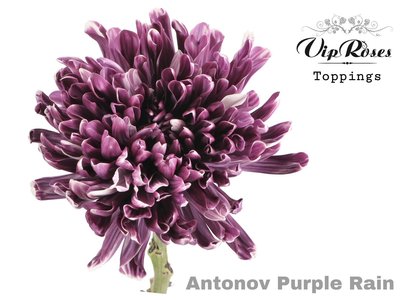 blumigo-chrysanthemen-antonov-purple-rain-chrysantheme-violett image 1
