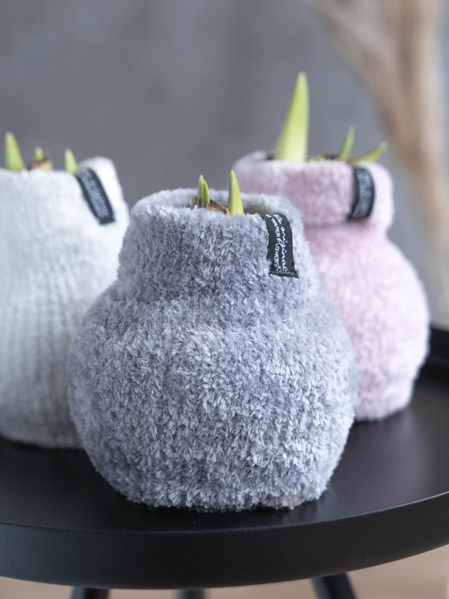 blumigo-amaryllis-knolle-im-fleece-verschiedene-farben-zwiebel image 4