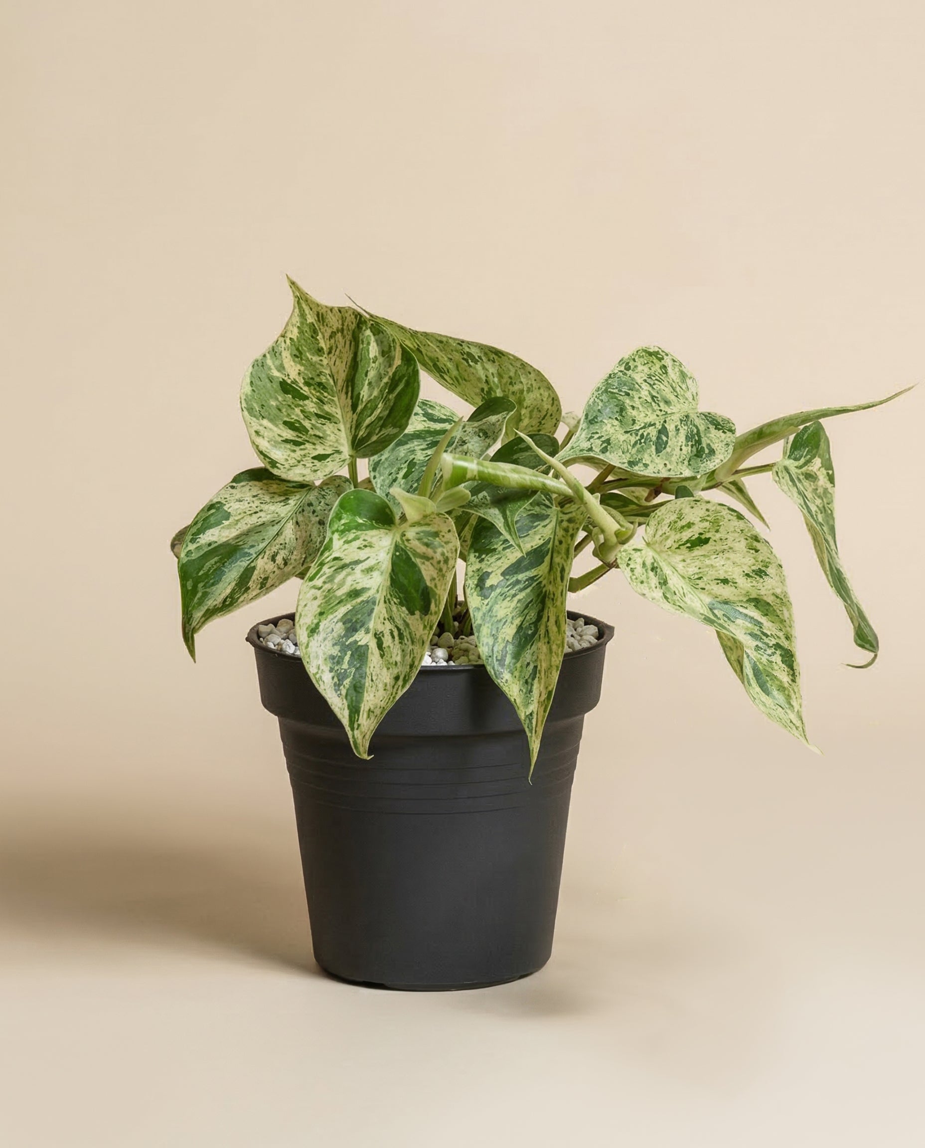 feey-variado-philodendron-oxycardium-variegata-zimmerpflanze-ohne-bertopf image 3