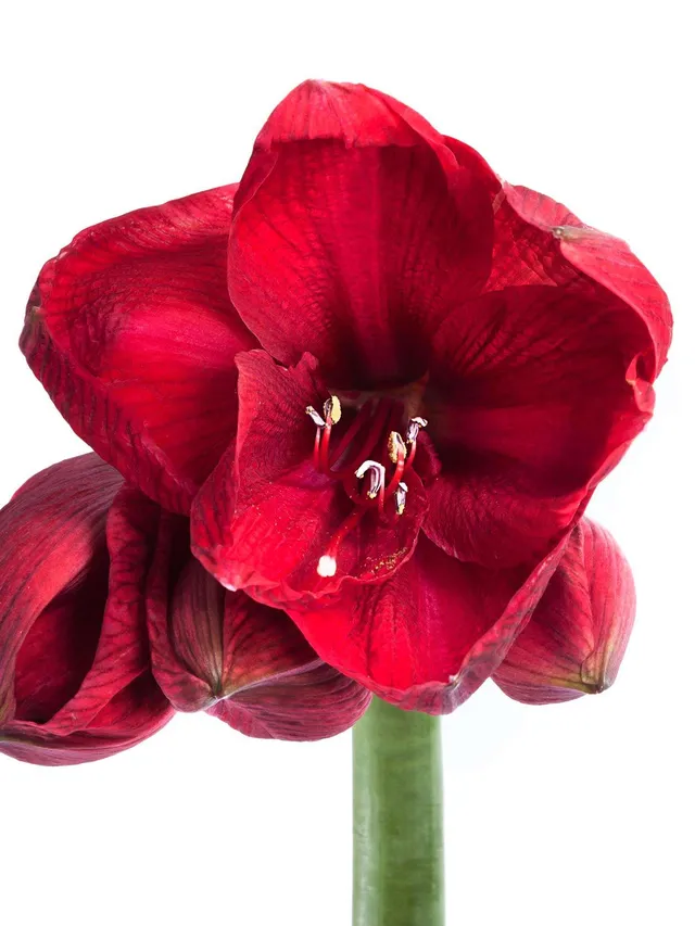 blumigo-amaryllis-moulin-rouge-ritterstern-weinrot-schnittblume image 1