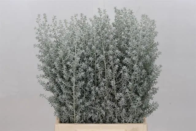 blumigo-bluebush-blattwerk-kochia-maireana-silber image 1