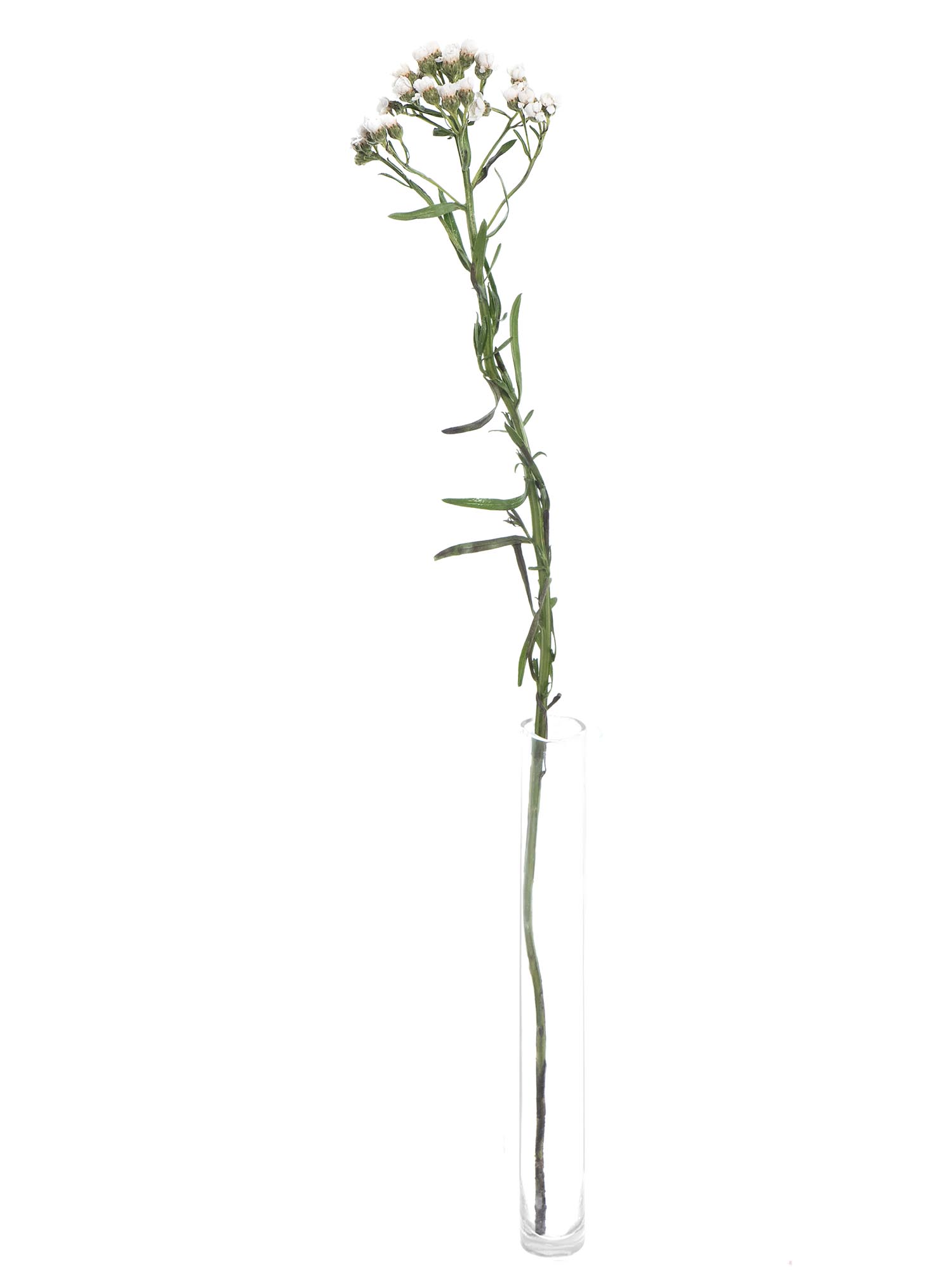 blumigo-blattwerk-ixodia-bindegr-n-wei image 3