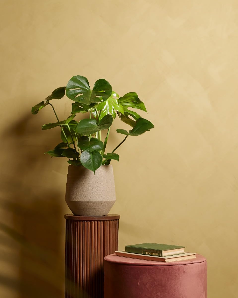 plnts-rareplnts-monstera-deliciosa-zimmerpflanze-65cm-17cm-topf image 5