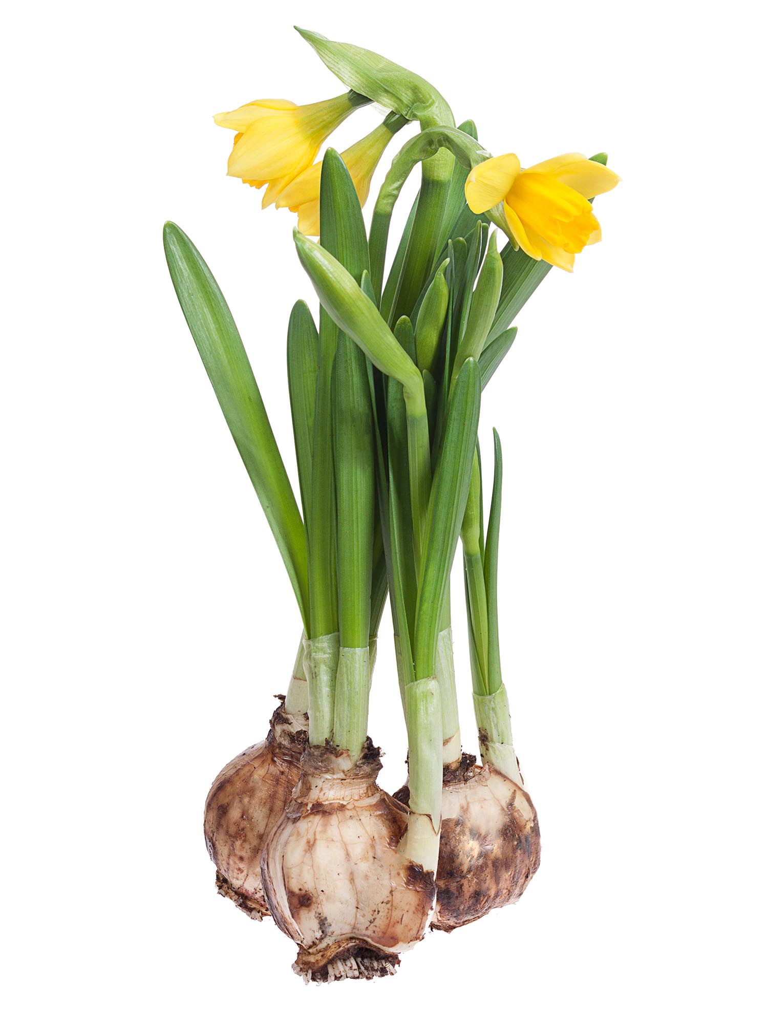 blumigo-fr-hlingsknollen-narzissen-t-te-t-te-gelb image 2