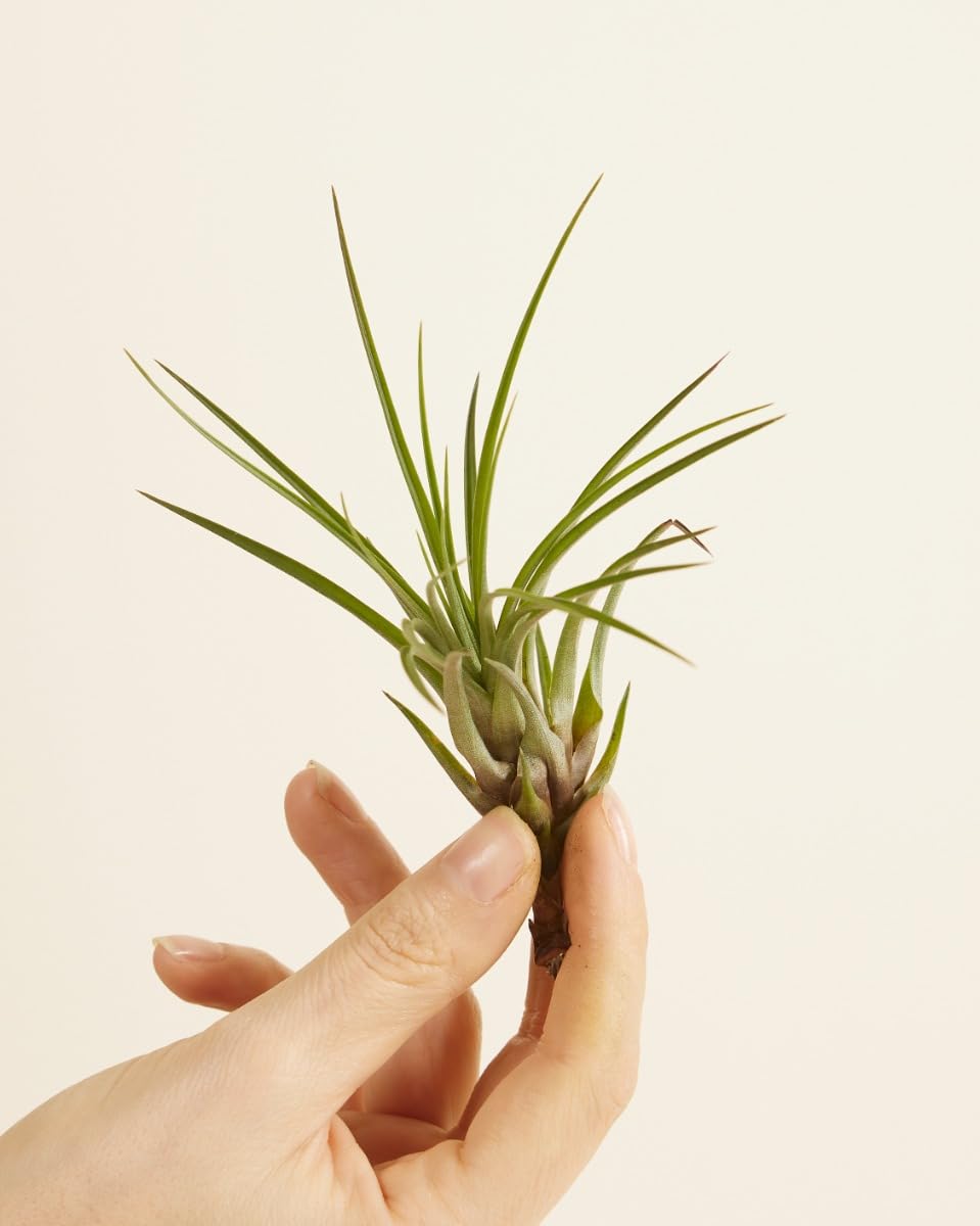 plnts-babyplnts-tillandsia-melanocrater-luftpflanze-10-cm image 2