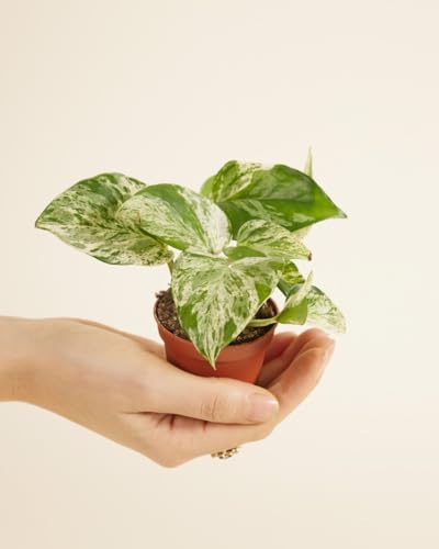 plnts-babyplnts-epipremnum-marble-queen-efeutute-6-cm-topf image 8