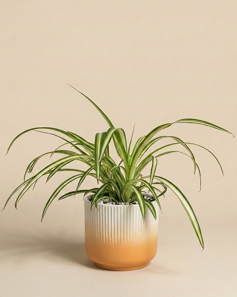 feey-gr-nlilie-chlorophytum-zimmerpflanze-tierfreundlich image 6