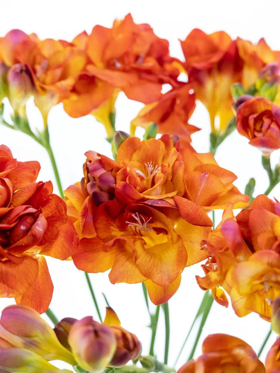blumigo-freesien-mandarine-schnittblumen-rot-orange-duftend image 1