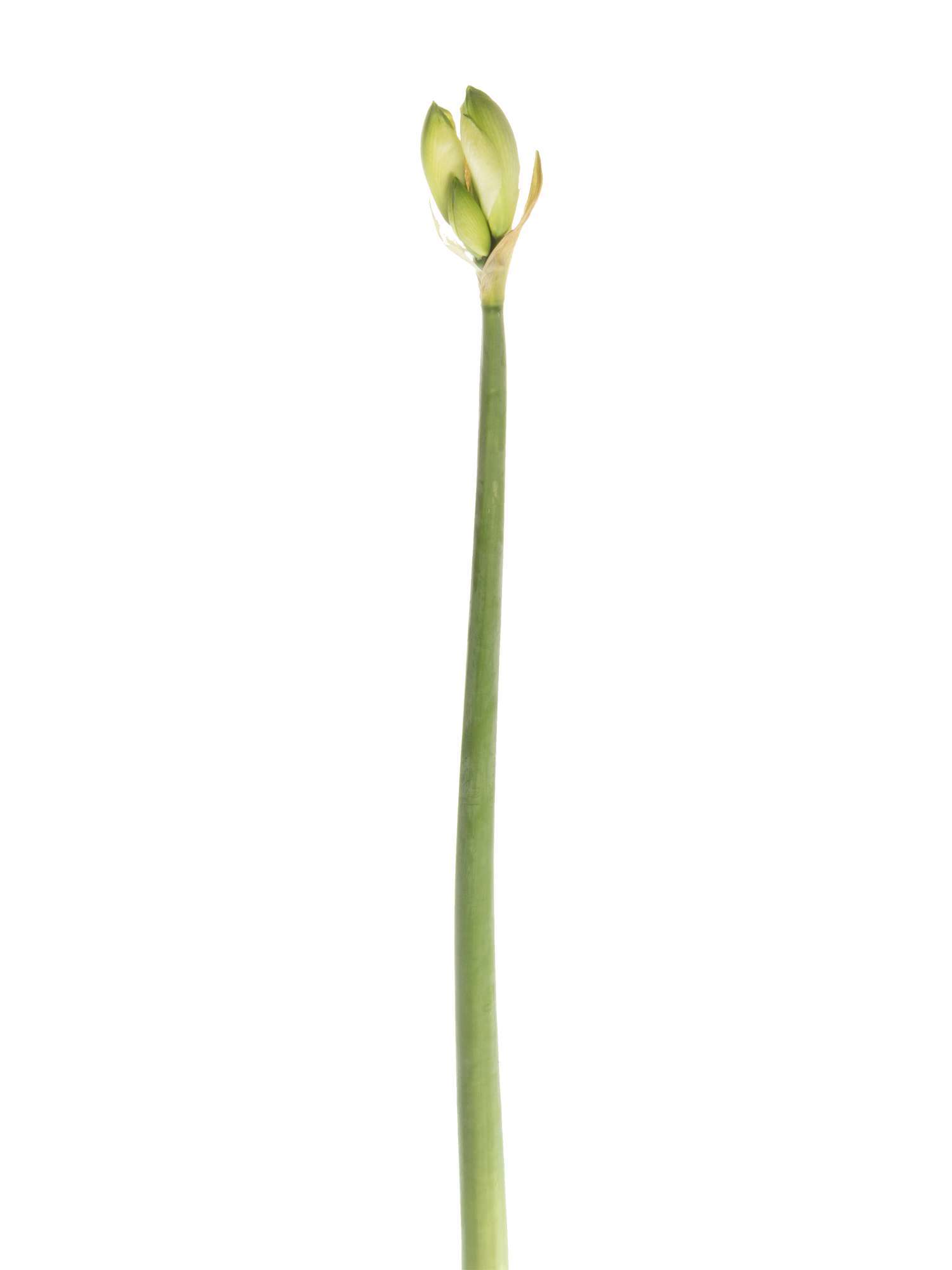 blumigo-amaryllis-christmas-gift-schnittblume-wei image 3