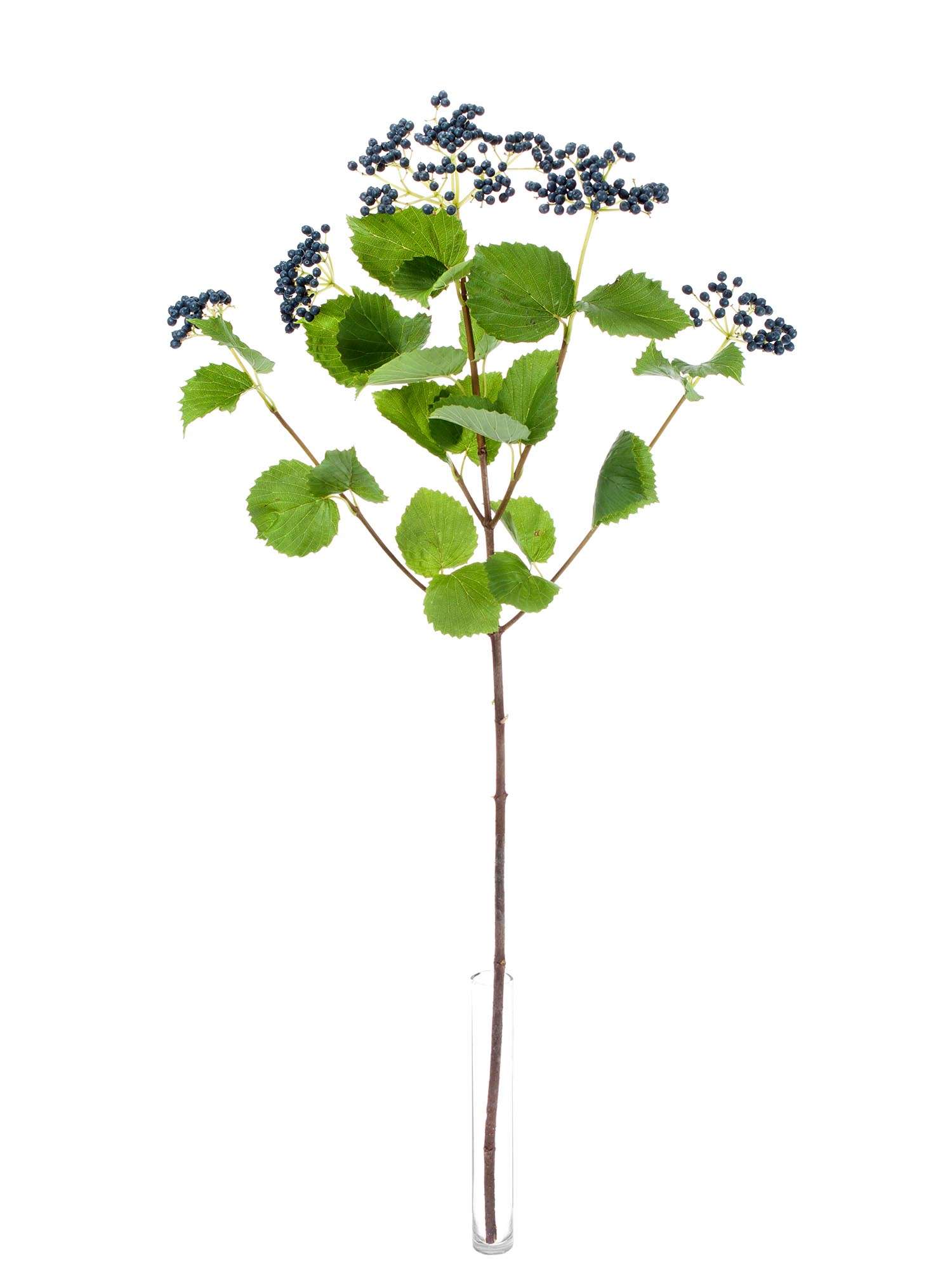 blumigo-dark-blue-viburnum-beeren-schwarz-blau-stiel image 3