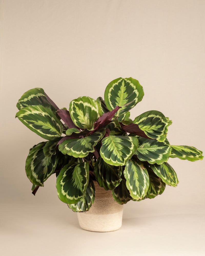 feey-calathea-roseopicta-gro-zimmerpflanze-bunte-bl-tter image 6