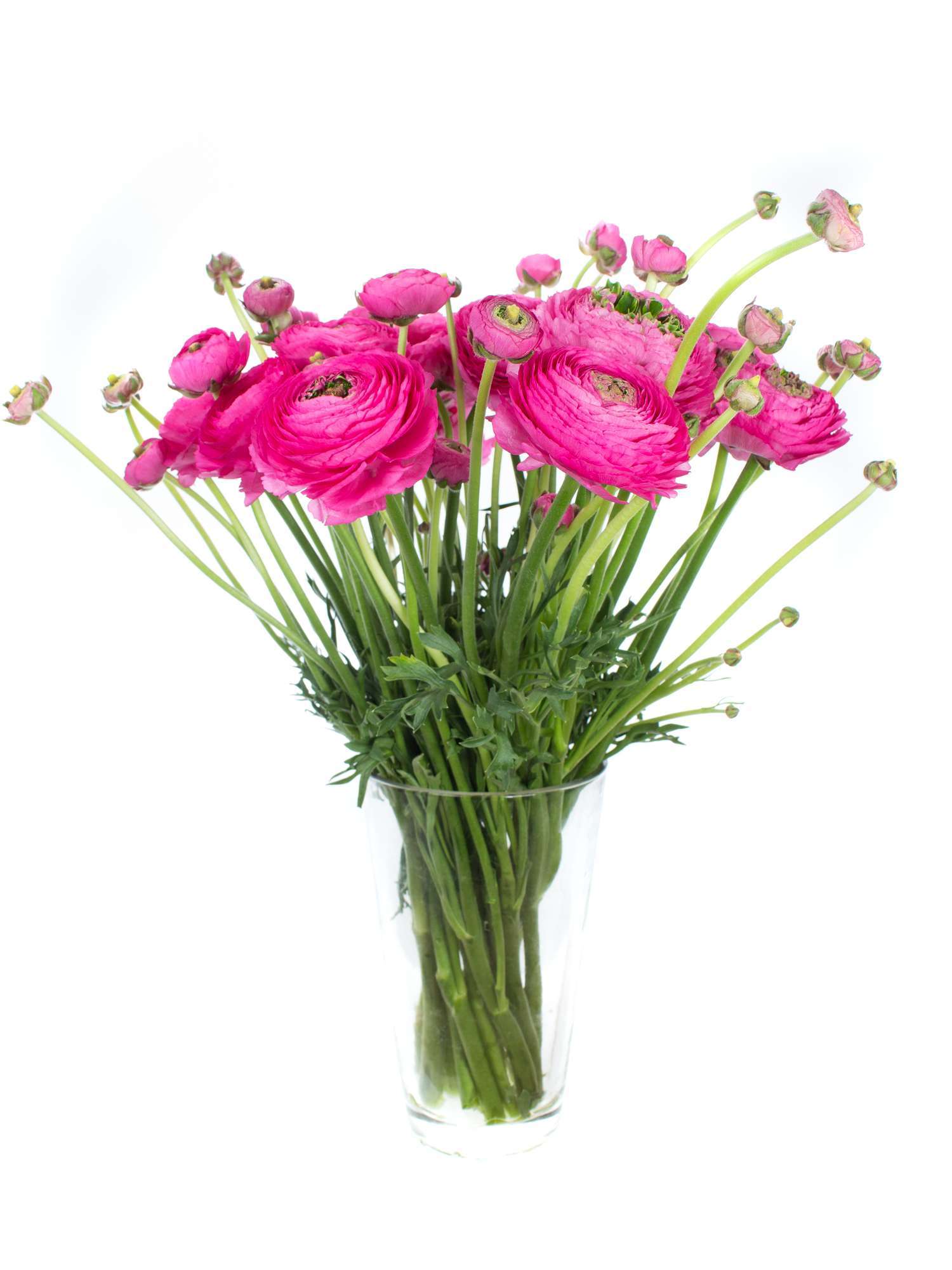 blumigo-ranunkeln-xl-cloni-rosado-pink-st-ck image 2