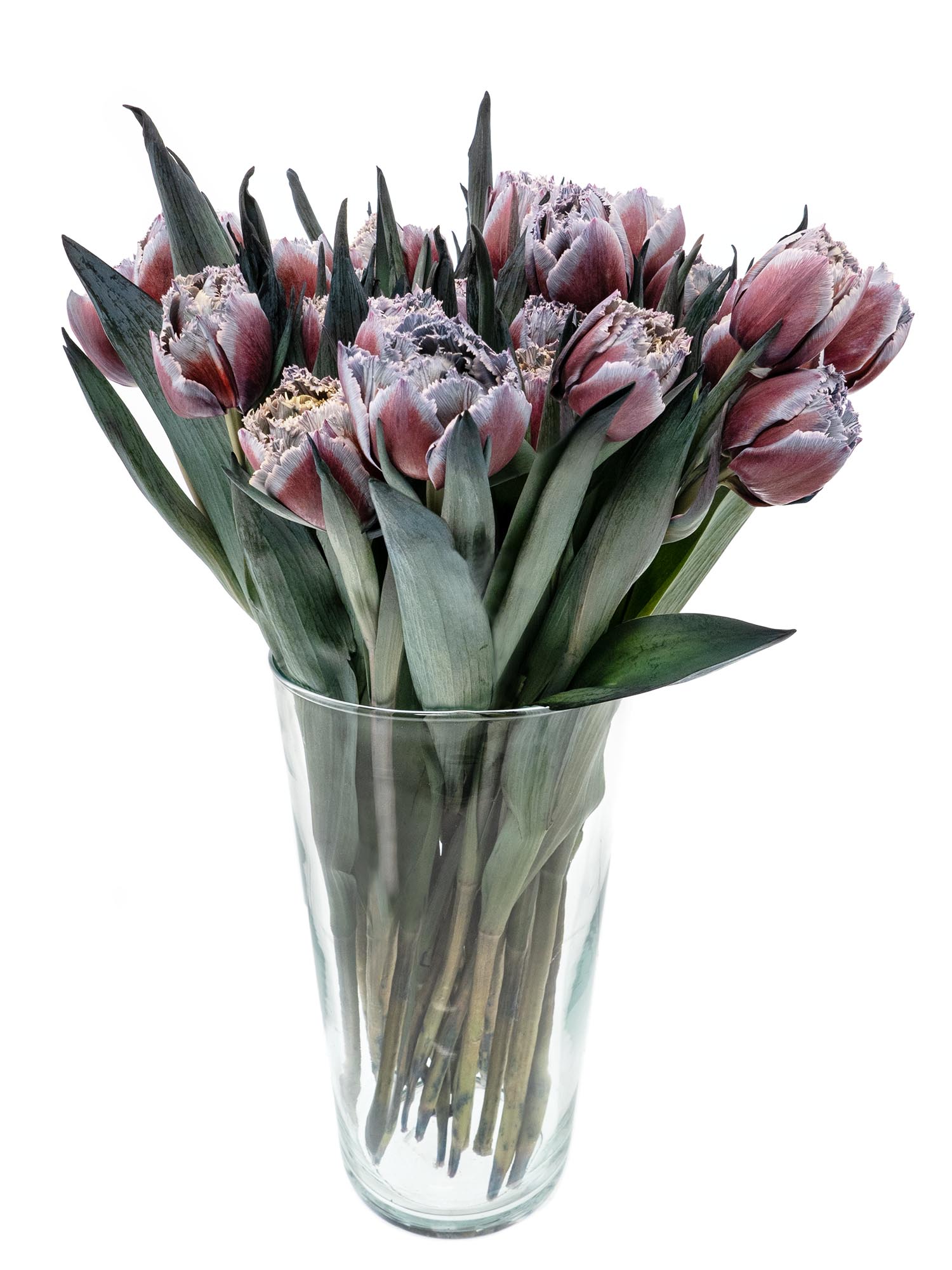 blumigo-tulpen-fringed-grey-fire-schnittblume-grau-rot-gefranst image 3