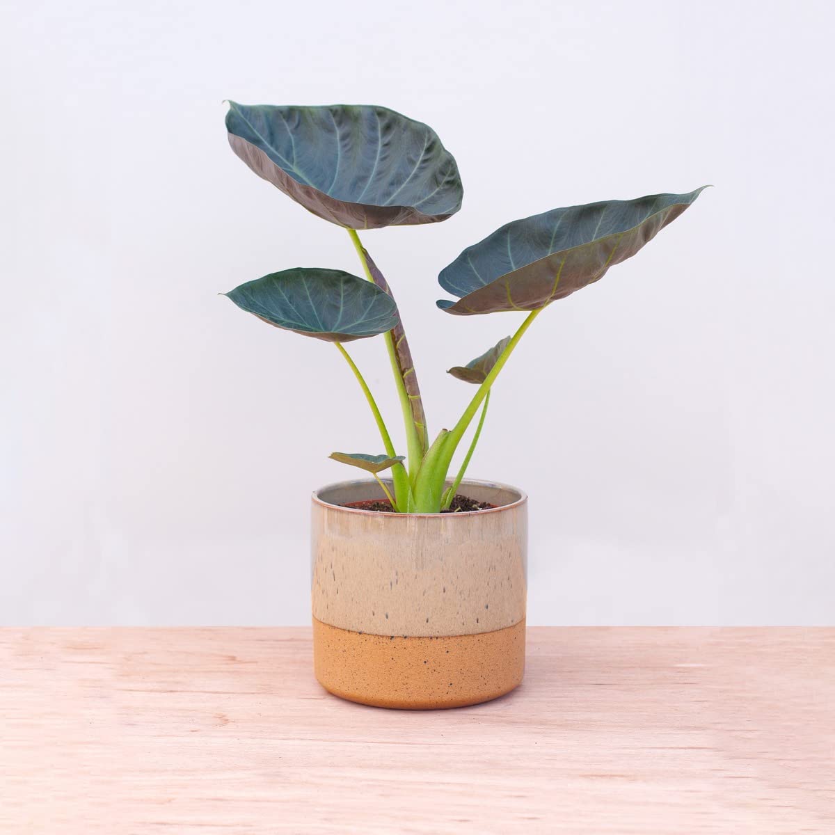 plnts-rareplnts-alocasia-regal-shield-zimmerpflanze-55-cm-elefantenohr image 7