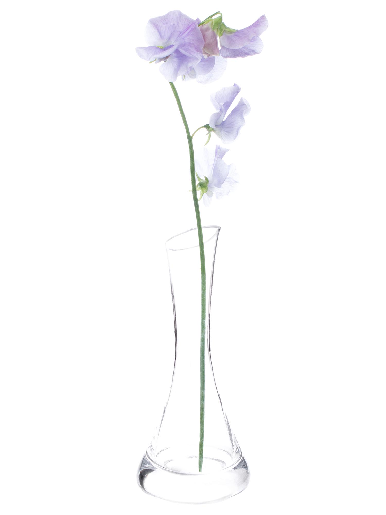 blumigo-wicken-sunshine-lavender-violette-schnittblumen-1-stiel image 3