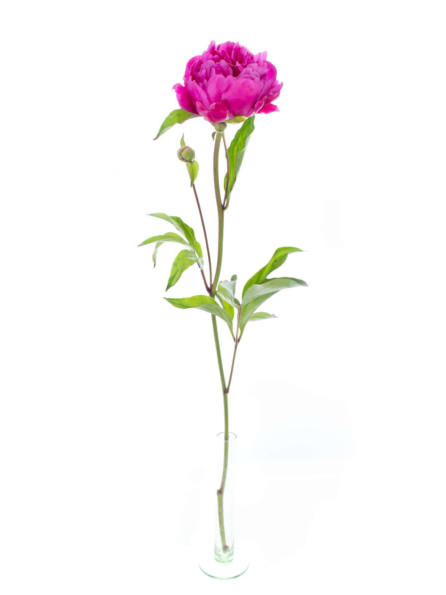blumigo-karl-rosenfield-pfingstrose-pink-violett-schnittblume image 3