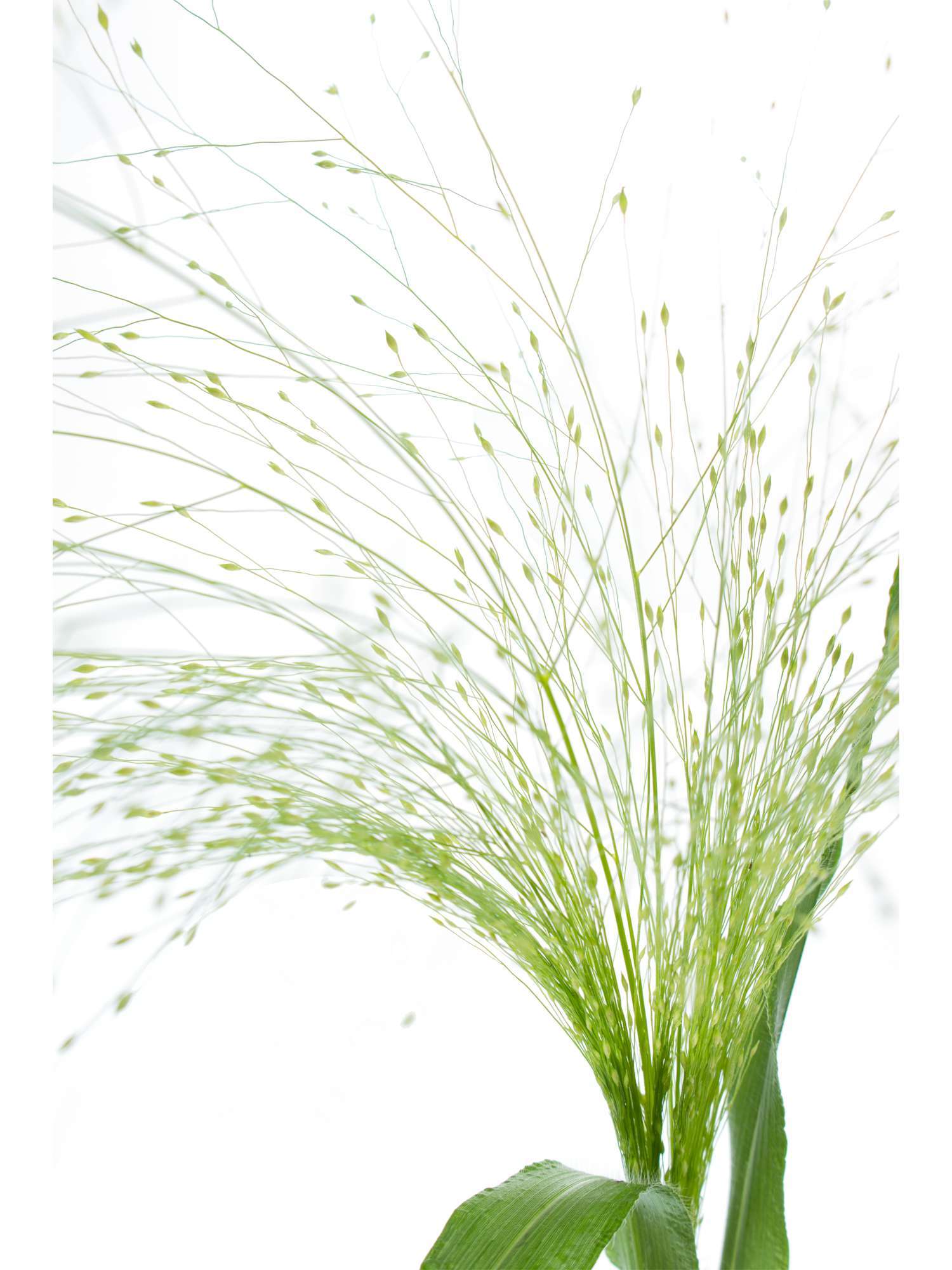 blumigo-blattwerk-panicum-fountain-zittergras-gr-n image 4