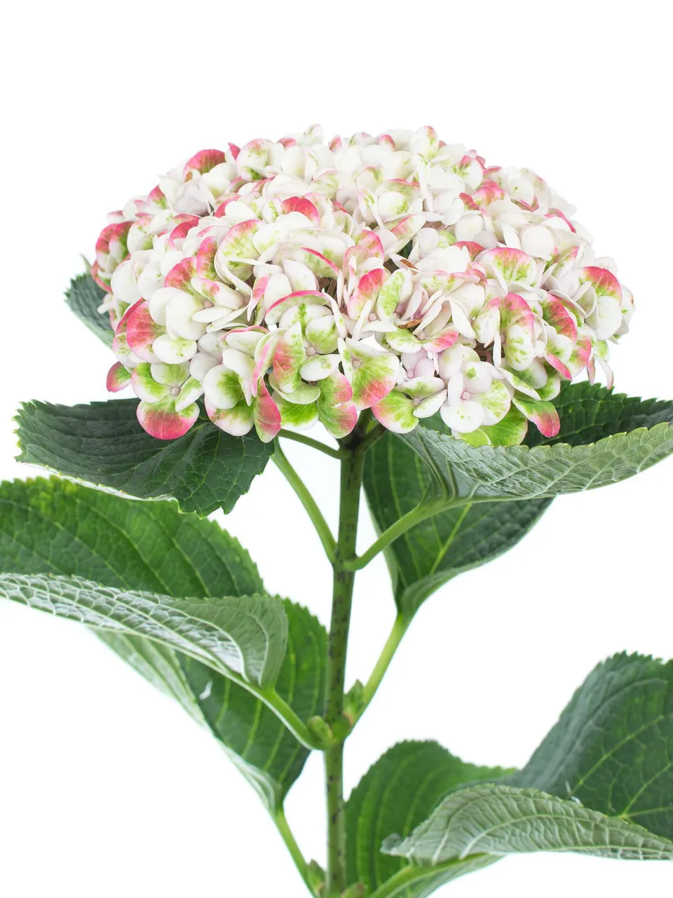 blumigo-hortensien-revolution-classic-schnittblume-creme-gr-n-1-stiel image 1