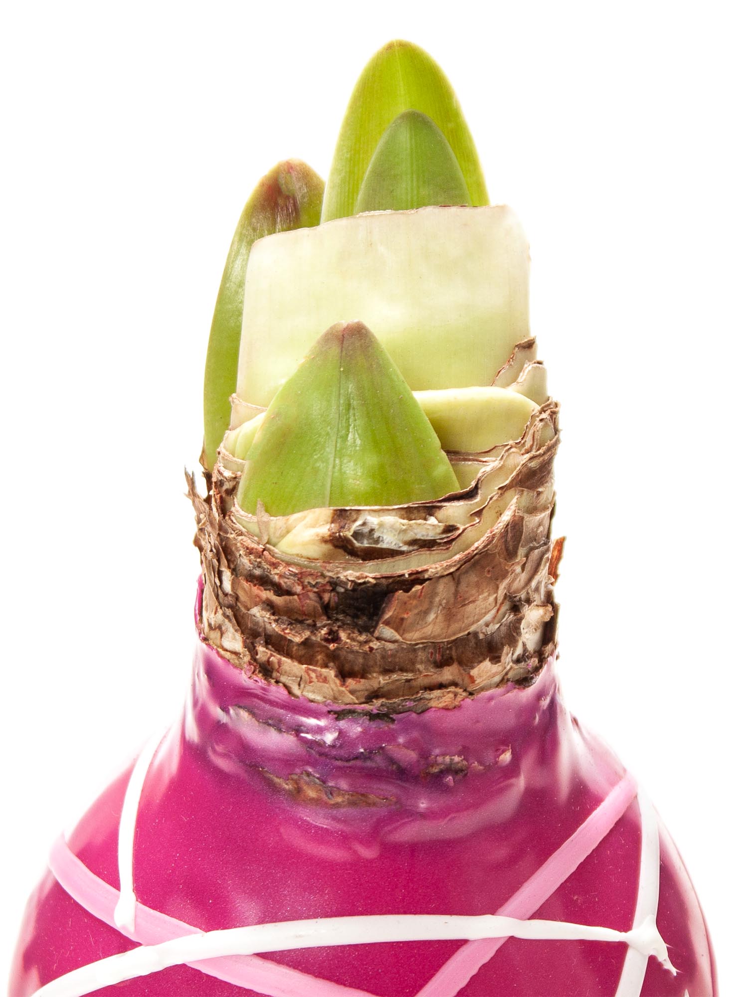 blumigo-amaryllis-gewachste-knolle-ritterstern-farbmix image 6