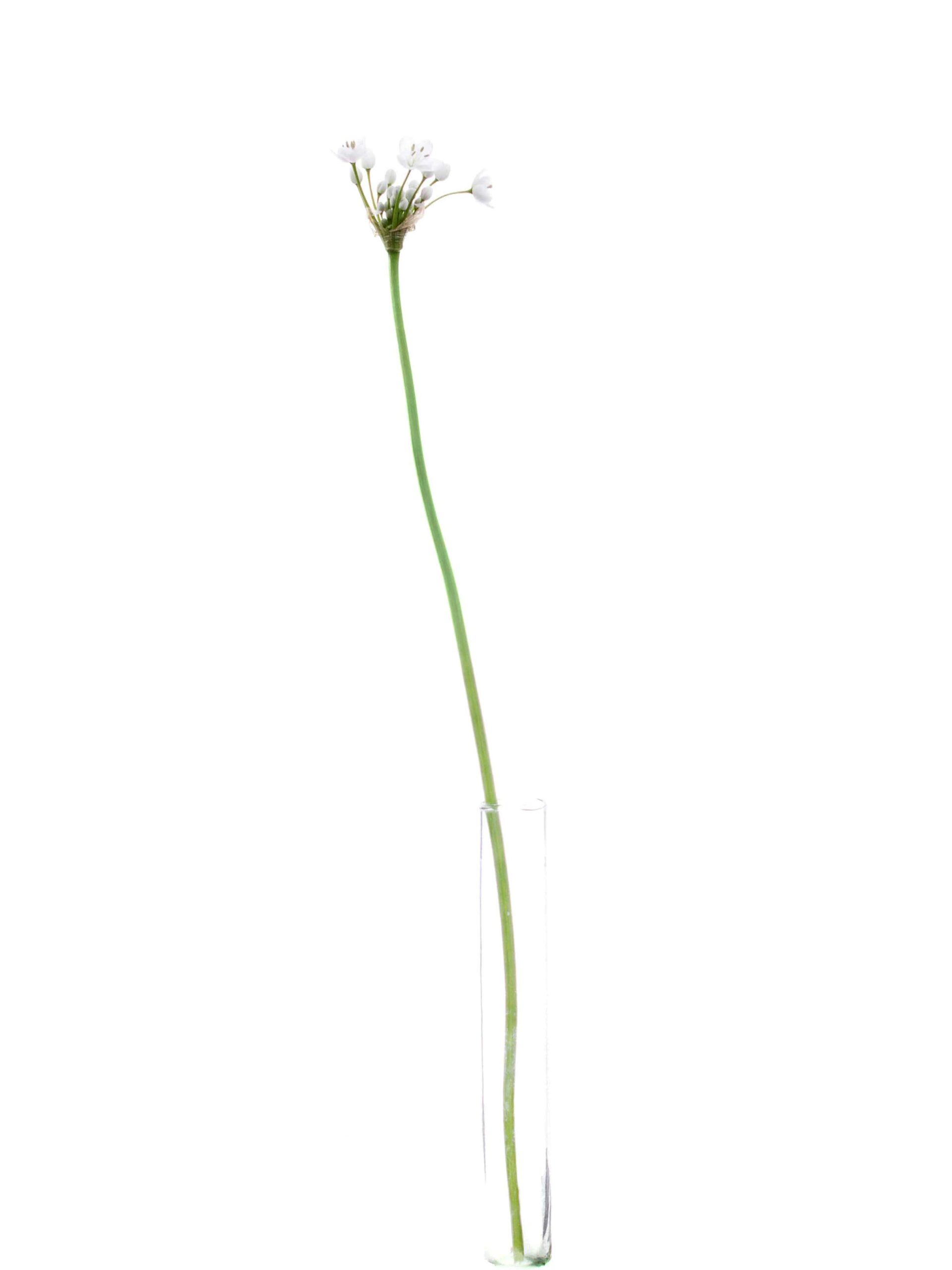 blumigo-fr-hlingsknollen-allium-neopolitanum-wei image 3