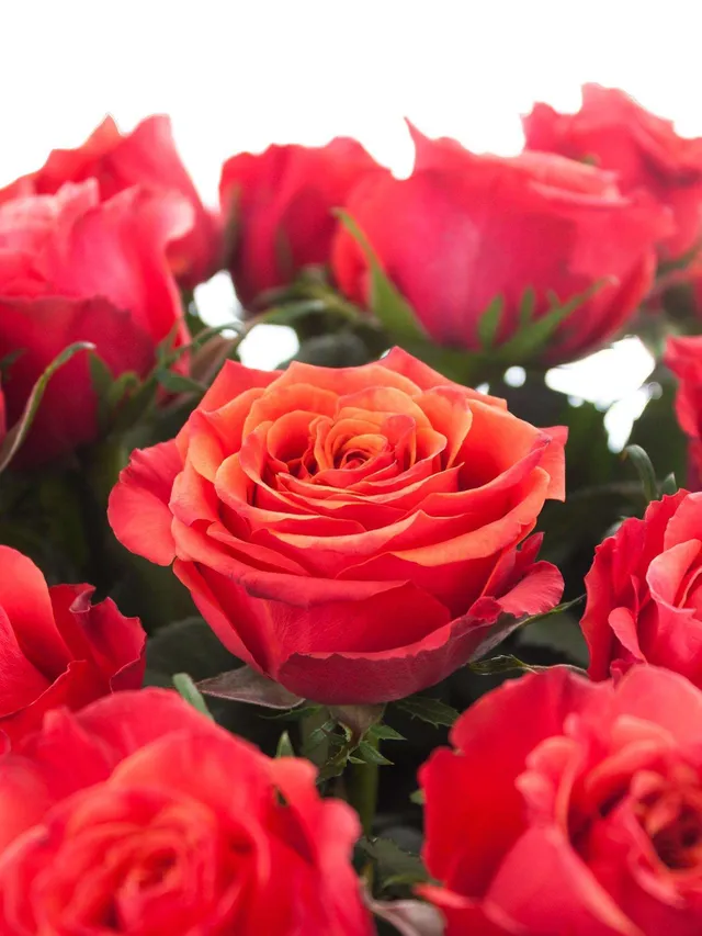 blumigo-rosen-roxy-schnittrosen-orange-rot-frisch image 1