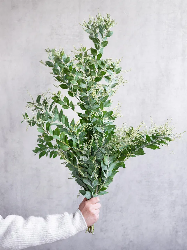 blumigo-exklusives-greenery-mimose-gr-n-silber-schnittgr-n image 1
