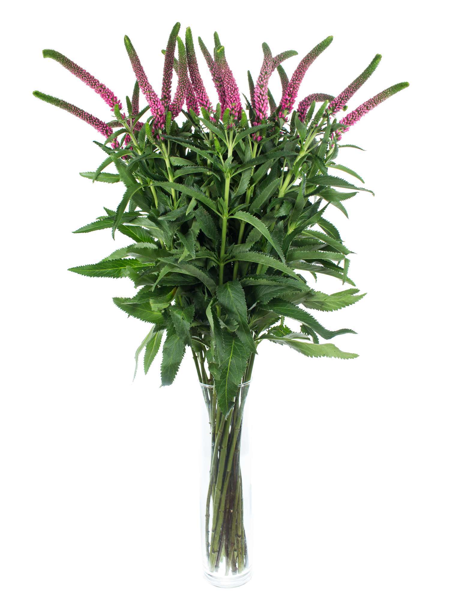 blumigo-blattwerk-veronica-ehrenpreis-pink-schnittblume image 2