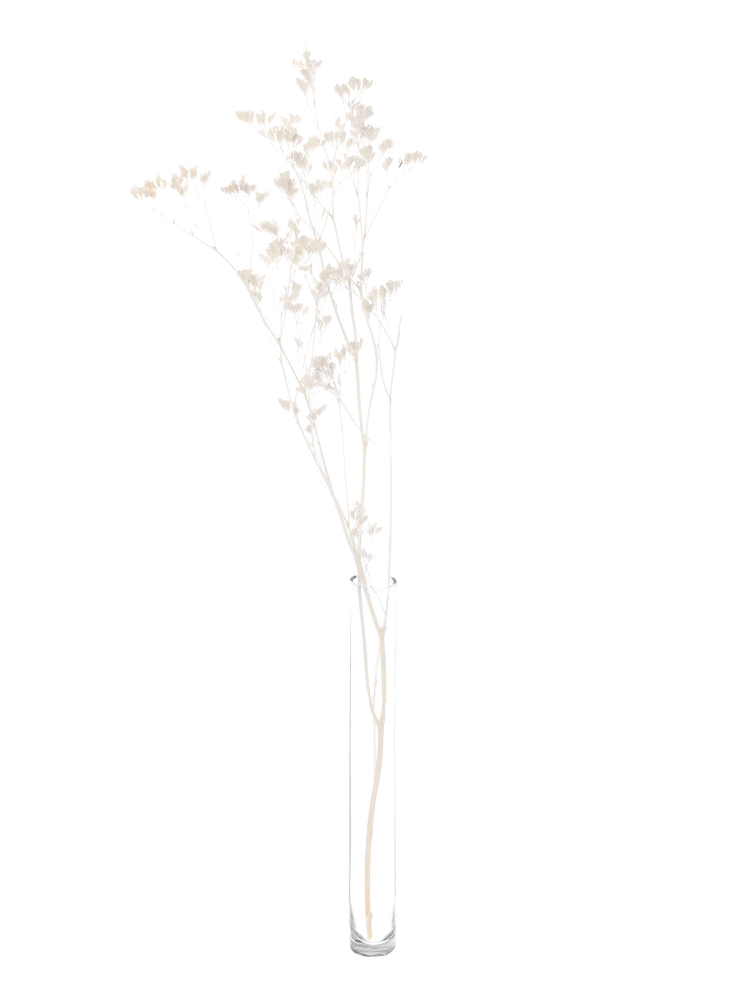 blumigo-trockenblumen-strandflieder-gebleicht-creme-wei image 3