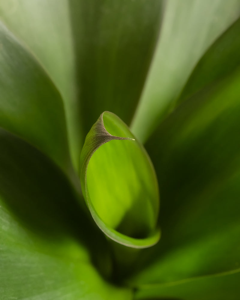 feey-keulenlilie-cordyline-zimmerpflanze-tierfreundlich image 2