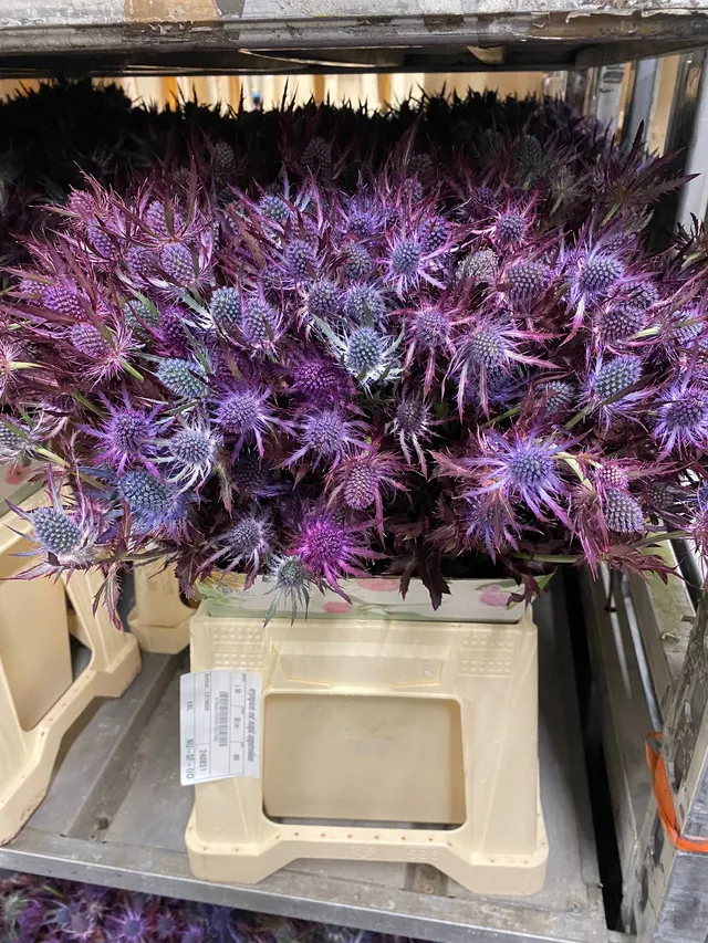 blumigo-disteln-red-magic-schnittblumen-blau-violett image 1