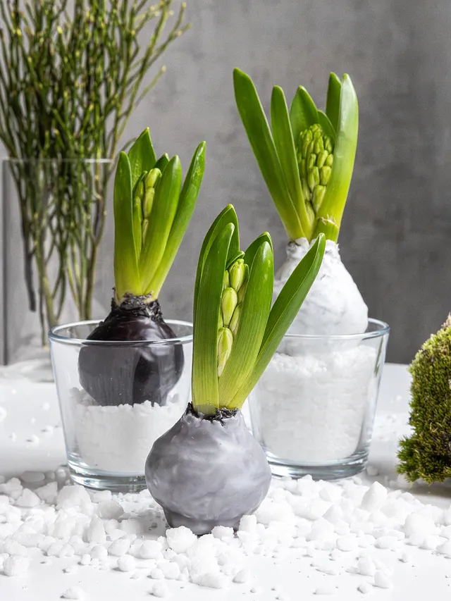 blumigo-fr-hlingsknollen-hyazinthenknollen-trio-wei image 1