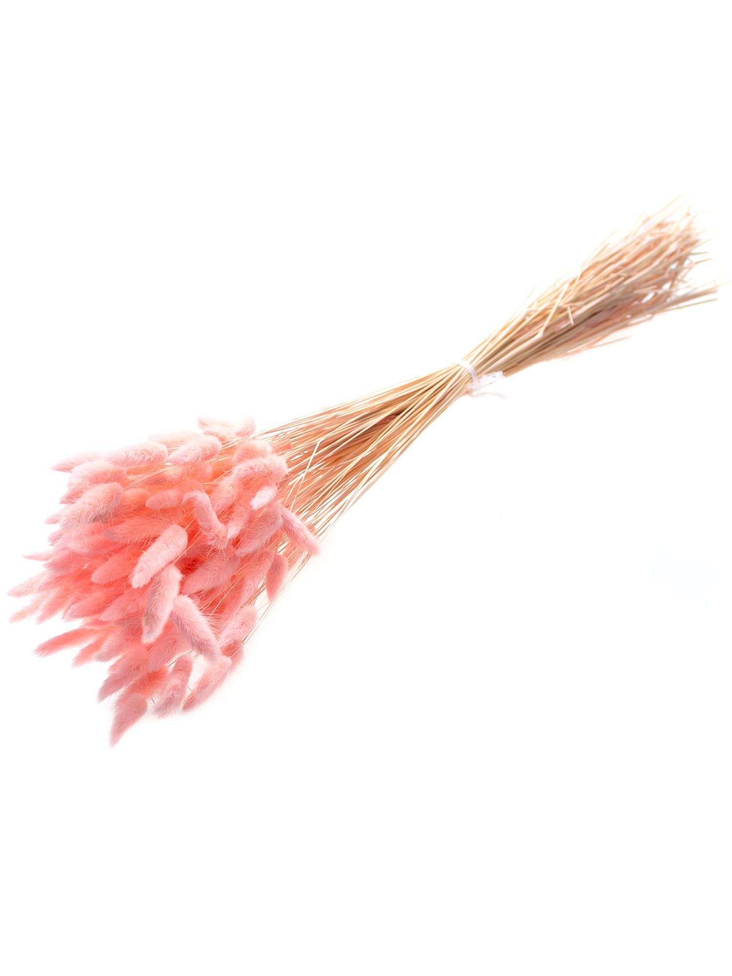 blumigo-trockenblumen-lagurus-samtgras-rosa-getrocknet image 2