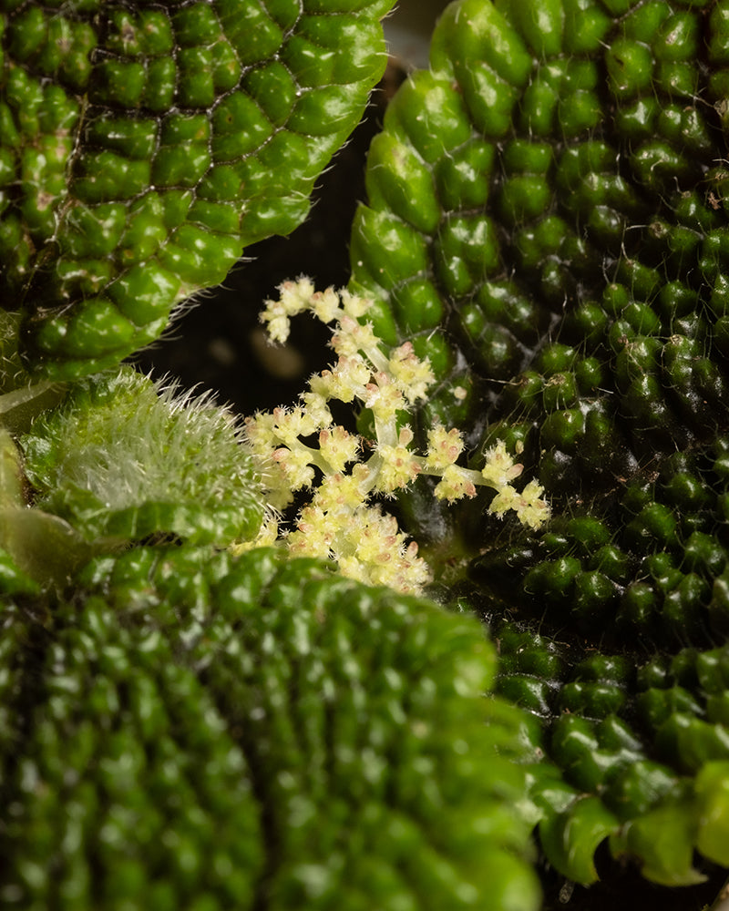 feey-variado-pilea-moon-valley-trio-babypflanze-ohne-bertopf image 6
