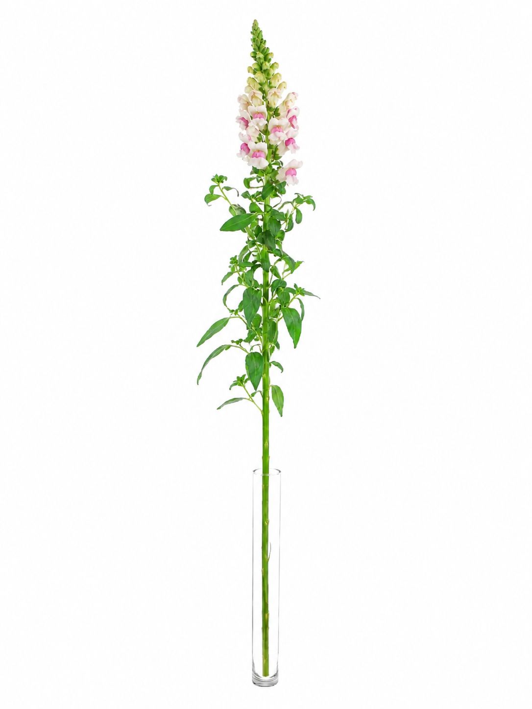 blumigo-l-wenm-ulchen-appleblossom-schnittblume-wei-pink image 3