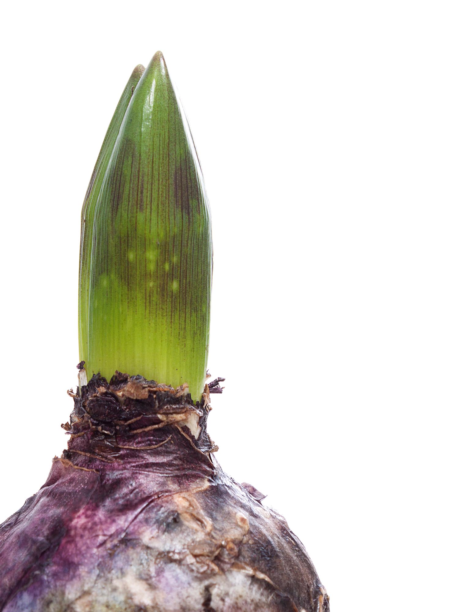 blumigo-hyazinthen-fr-hlingsknollen-wei-duftend image 2