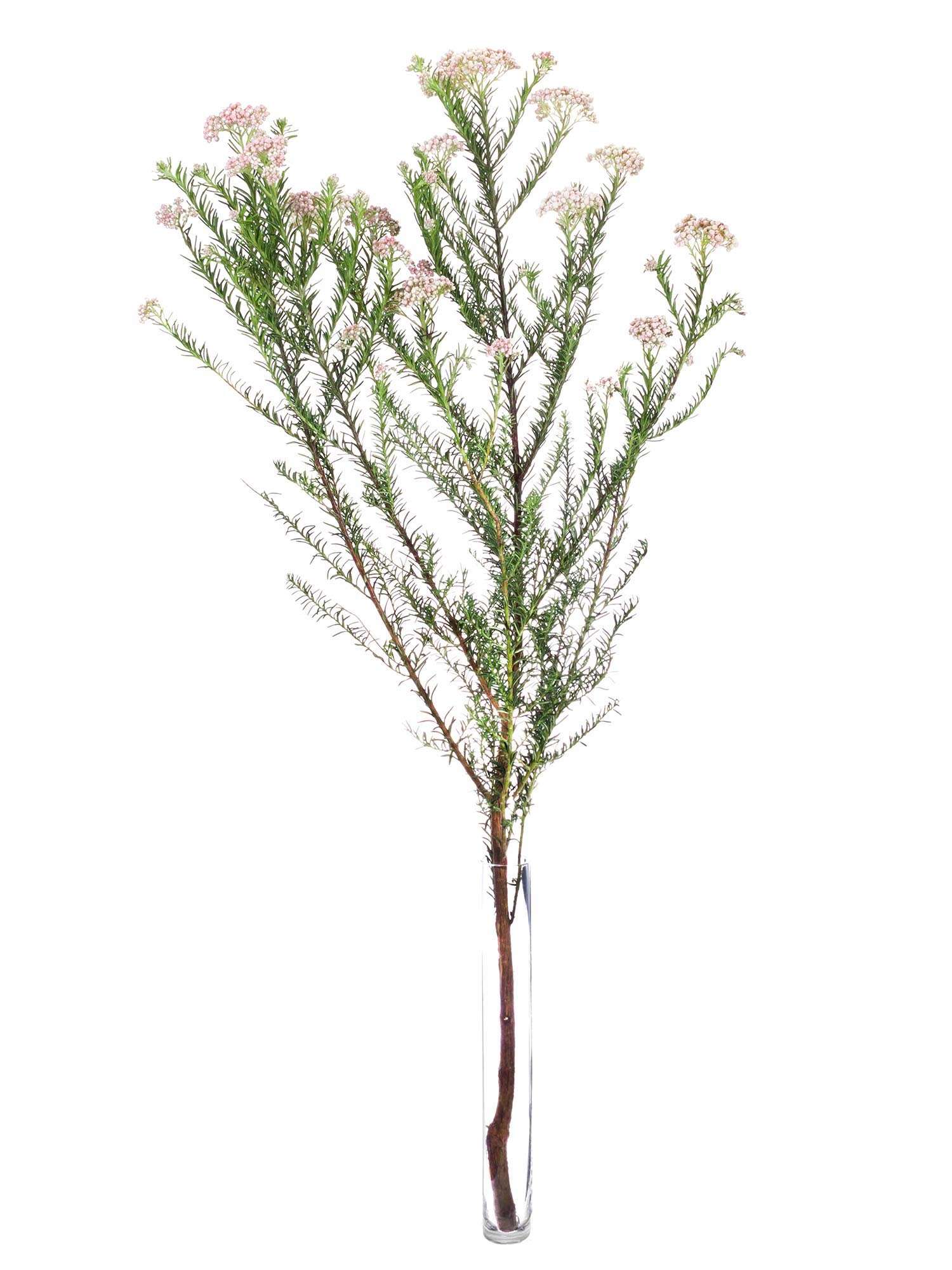 blumigo-pearl-rose-reisblume-rosa-creme-frisch image 3