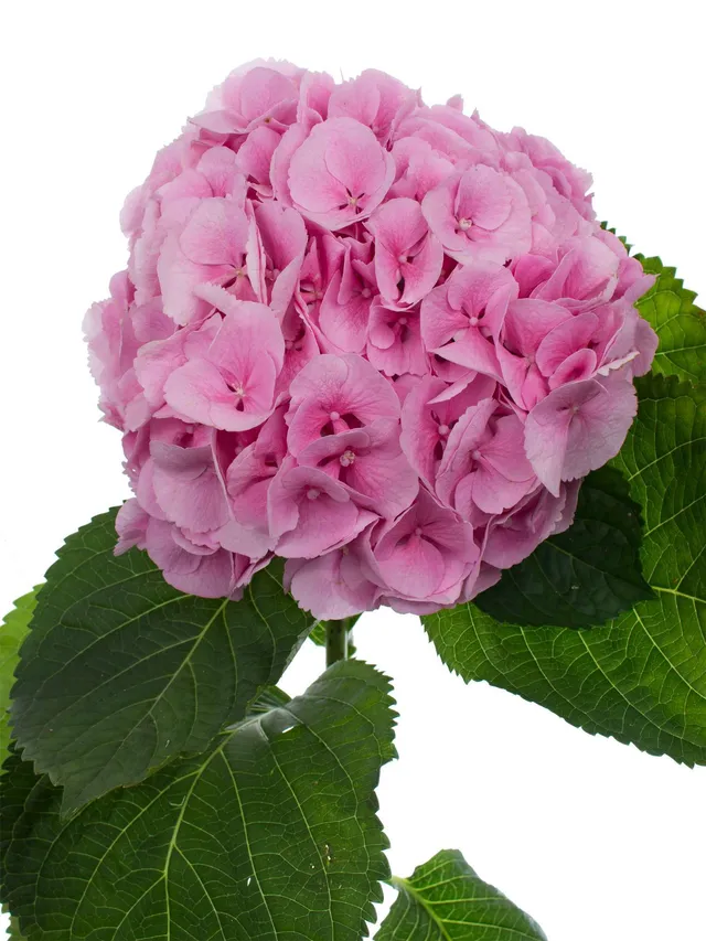 blumigo-hortensien-mammoet-rosa-schnittblume-1-stiel-volumin-s image 1