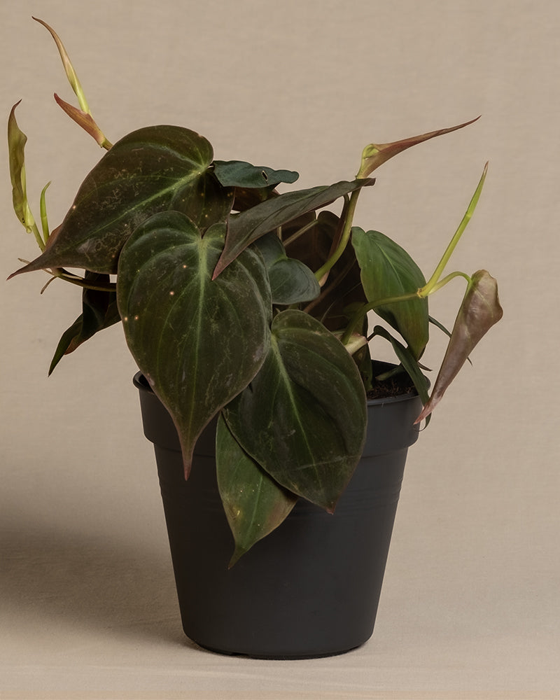 feey-variado-philodendron-micans-zimmerpflanze-ohne-bertopf-samtig image 3